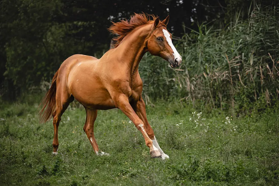 Shooting – Weissherbst — Aufnahme 4