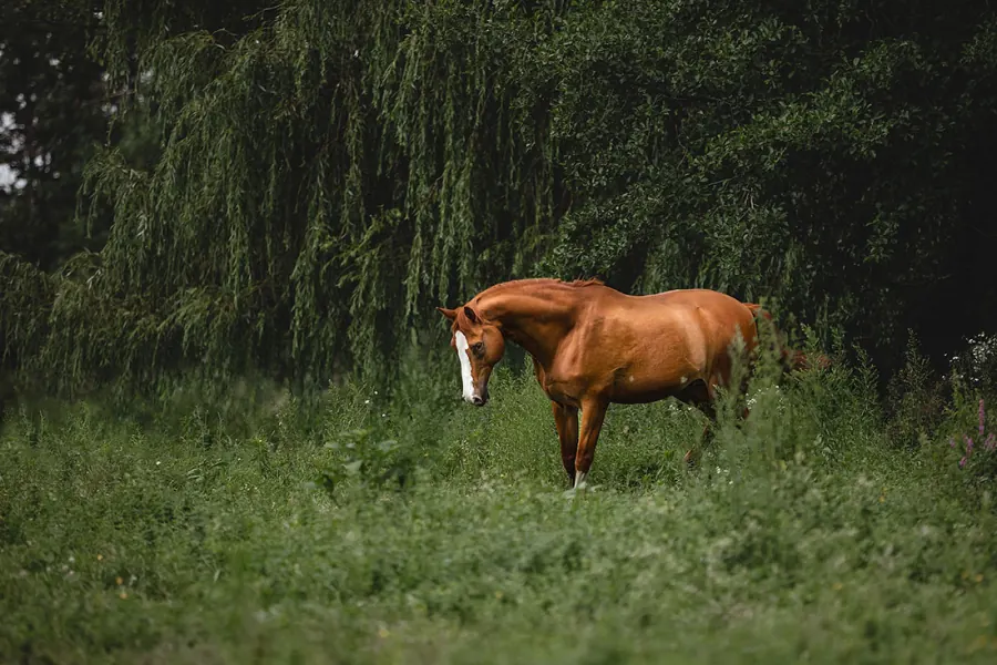 Shooting – Weissherbst — Aufnahme 5