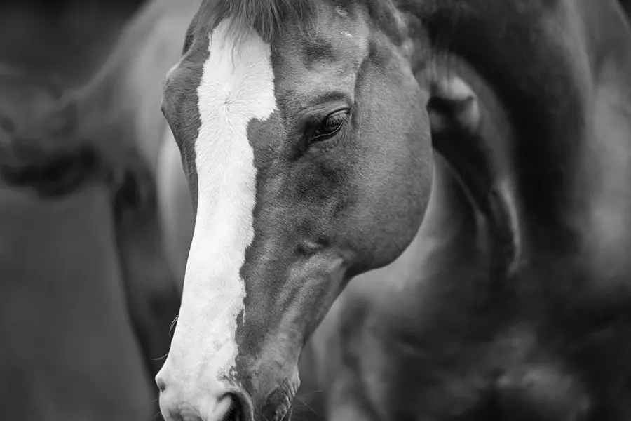 Shooting – Weissherbst — Aufnahme 9