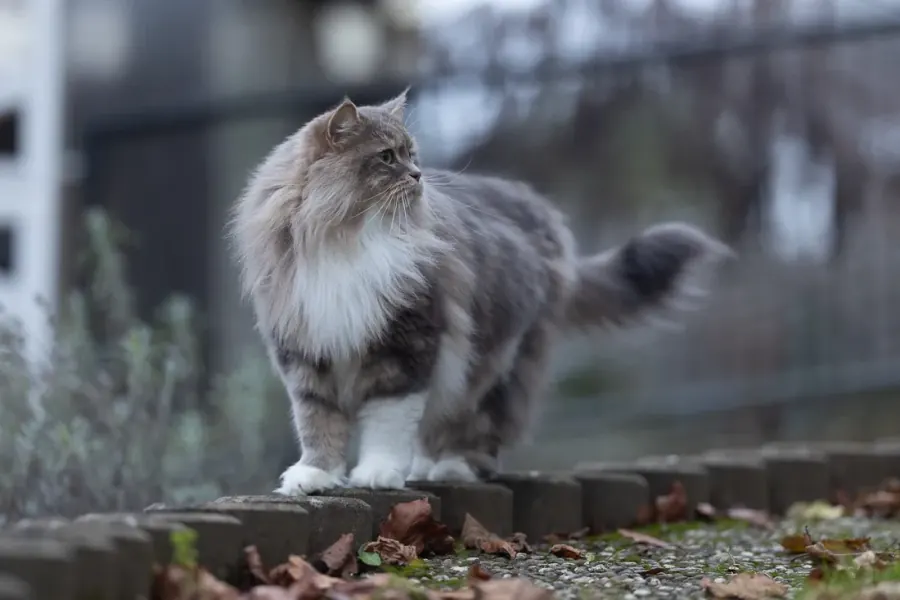 Stehender Kater — vorher, unbearbeitet