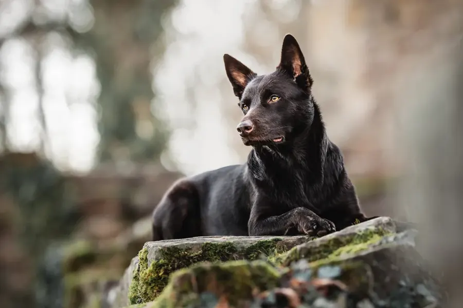 Labrador in der Wiese — nachher, in meinem Stil bearbeitet