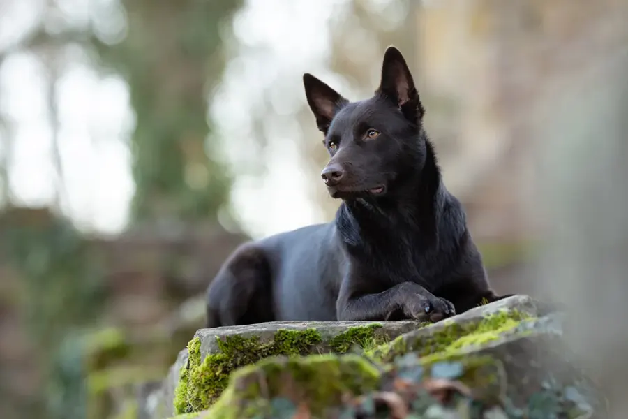 Labrador in der Wiese — vorher, unbearbeitet