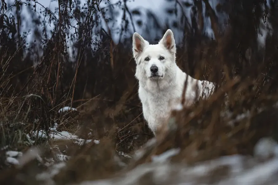 Weißer Schäferhund im Wald — nachher, in meinem Stil bearbeitet