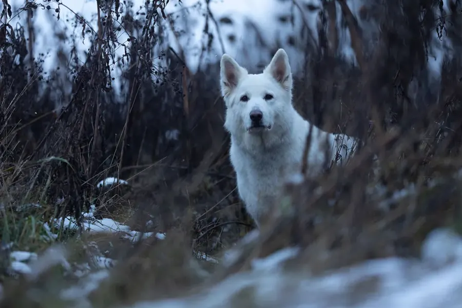 Weißer Schäferhund im Wald — vorher, unbearbeitet