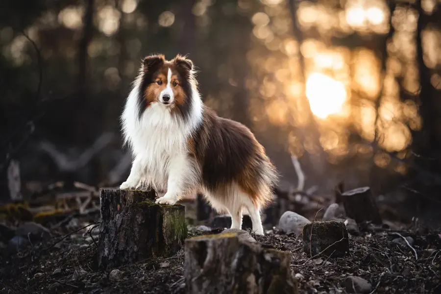 Sheltie im Sonnenuntergang — nachher, in meinem Stil bearbeitet
