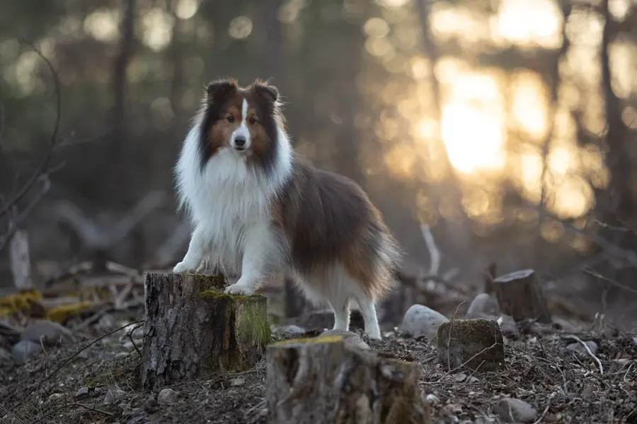 Sheltie im Sonnenuntergang — vorher, unbearbeitet