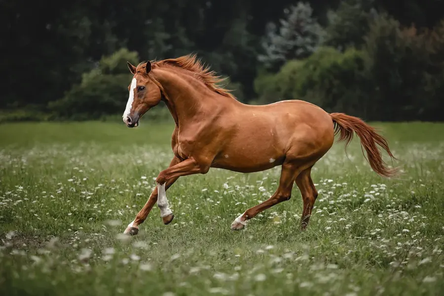 Galoppierendes Warmblut — nachher, in meinem Stil bearbeitet