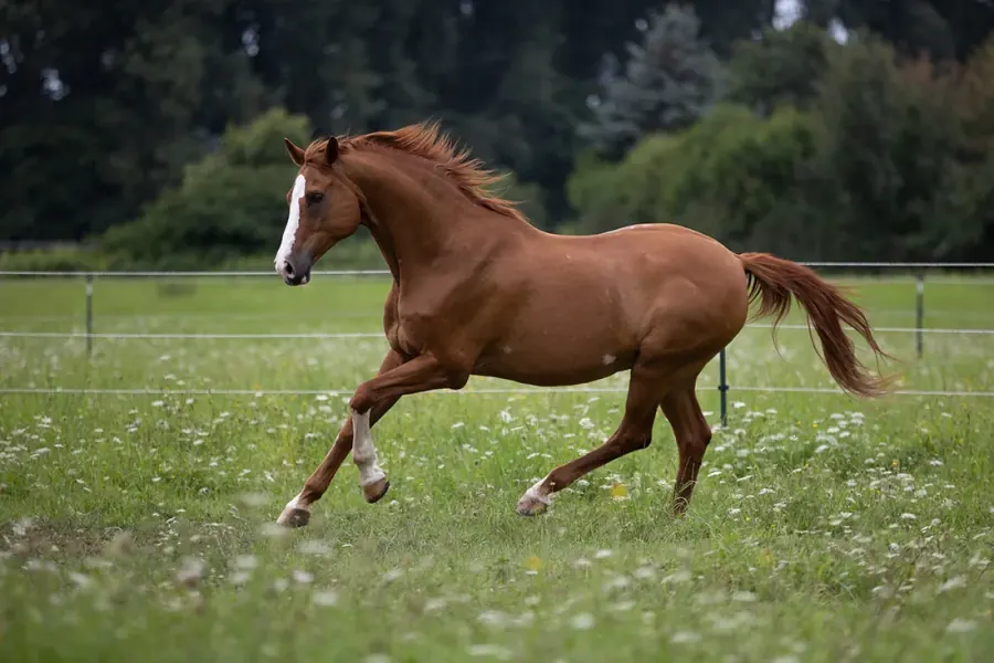 Galoppierendes Warmblut — vorher, unbearbeitet