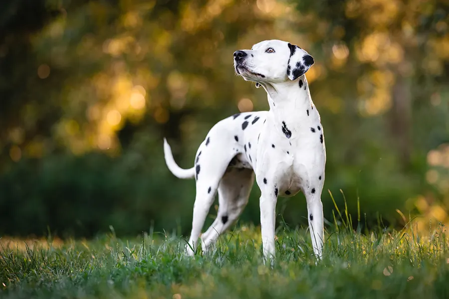Hundefotografie — Aufnahme 2