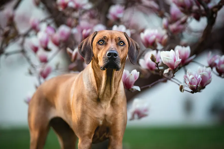 Hundefotografie — Aufnahme 3