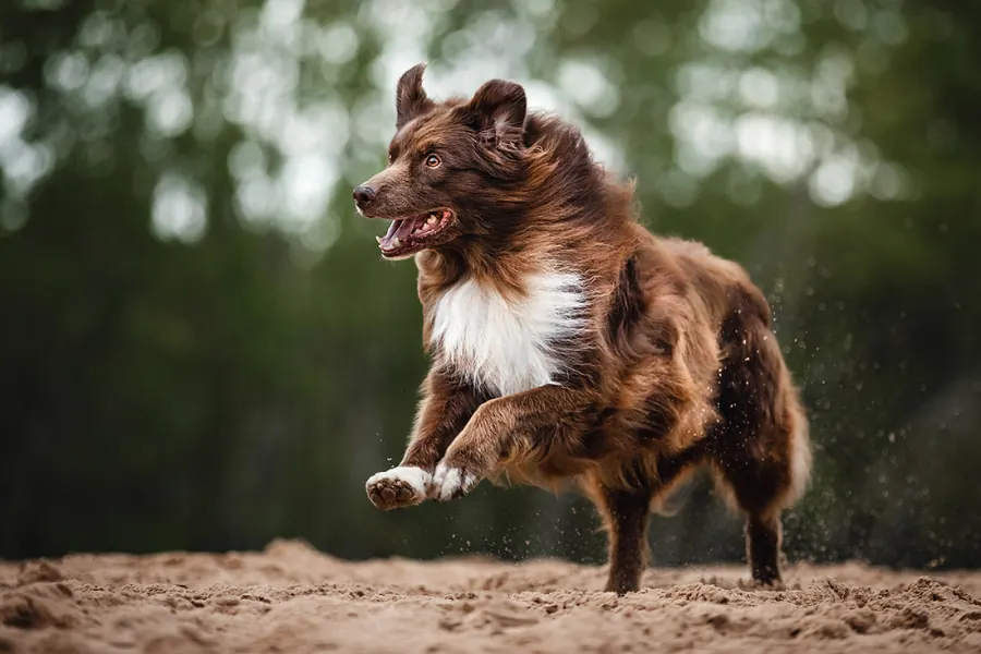 Hundefotografie — Aufnahme 4