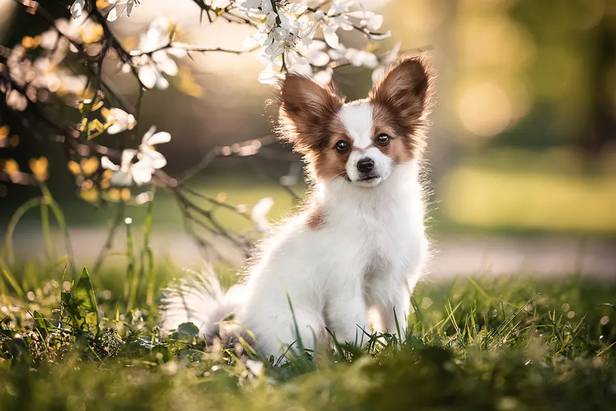 Hundefotografie — Aufnahme 5