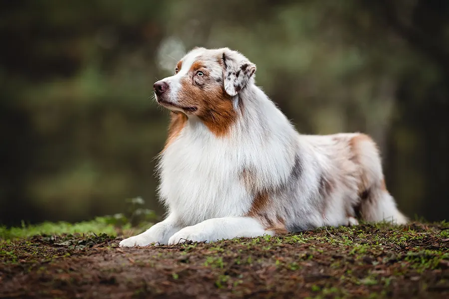 Hundefotografie — Aufnahme 6