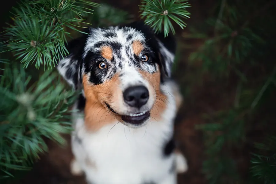 Hundefotografie — Aufnahme 7