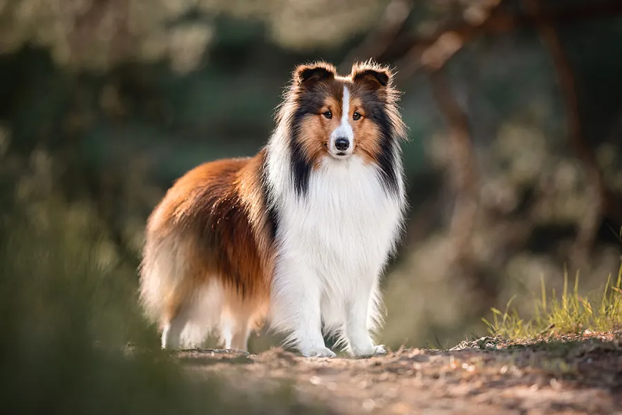 Hundefotografie — Aufnahme 9