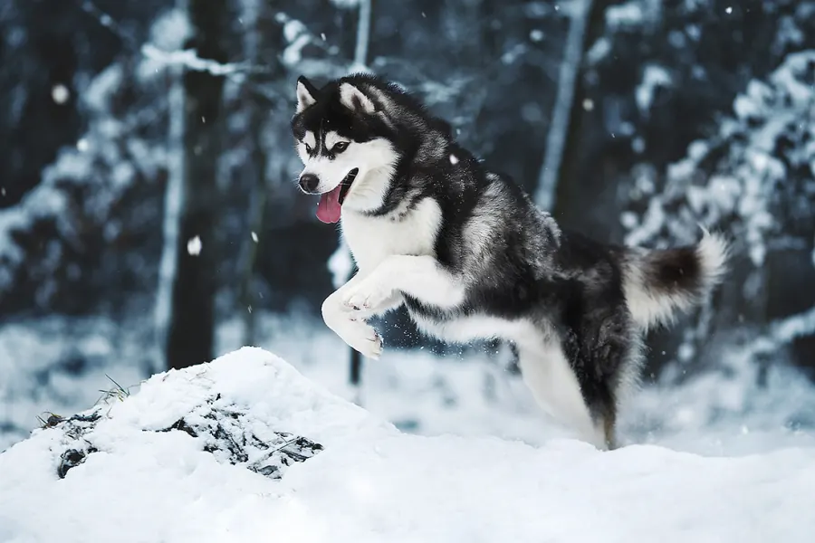 Hundefotografie — Aufnahme 11