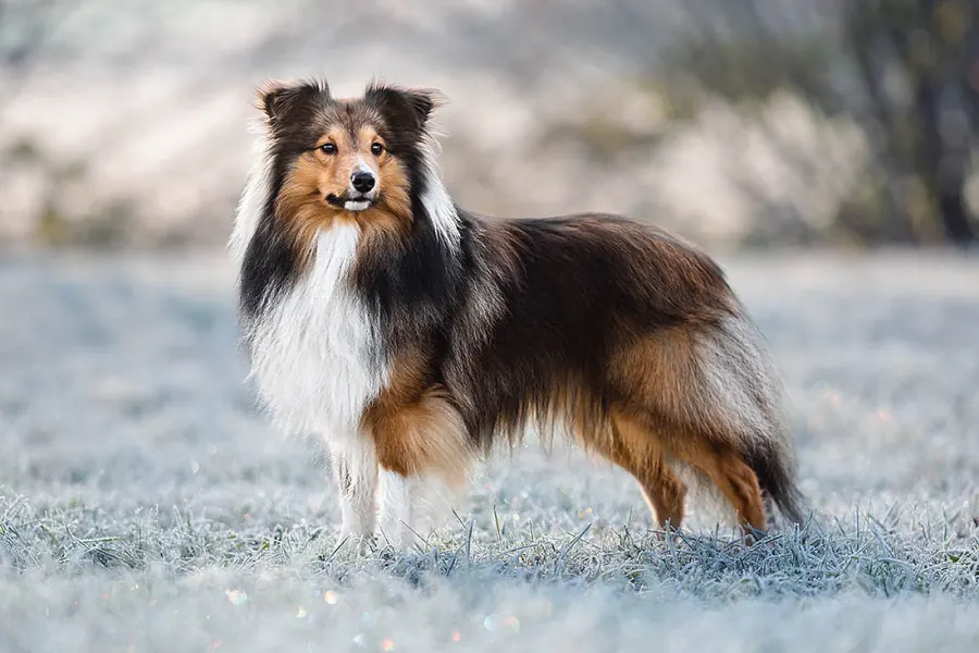 Hundefotografie — Aufnahme 12