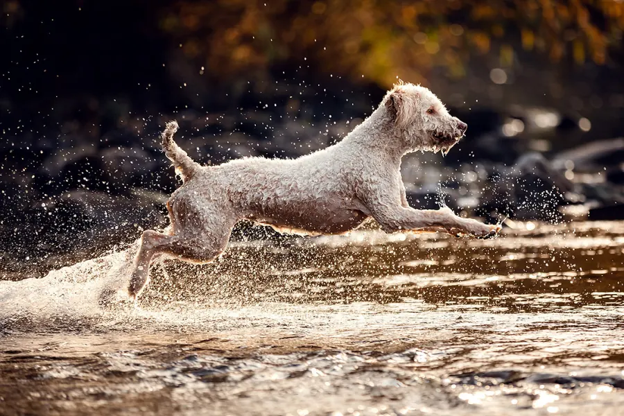 Hundefotografie — Aufnahme 13