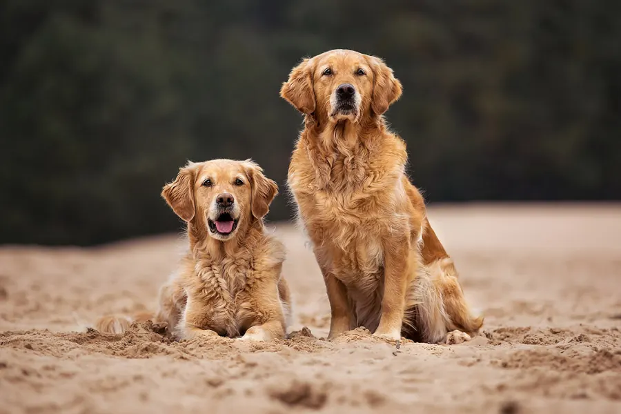 Hundefotografie — Aufnahme 14