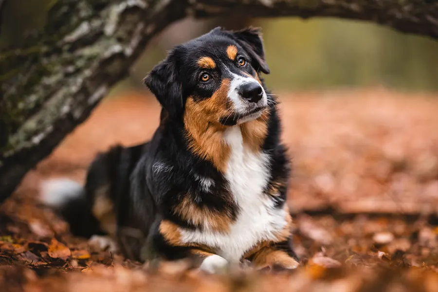 Hundefotografie — Aufnahme 15