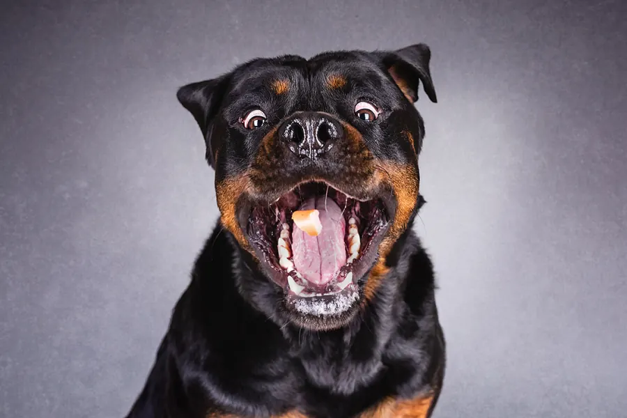 Hundefotografie — Aufnahme 16