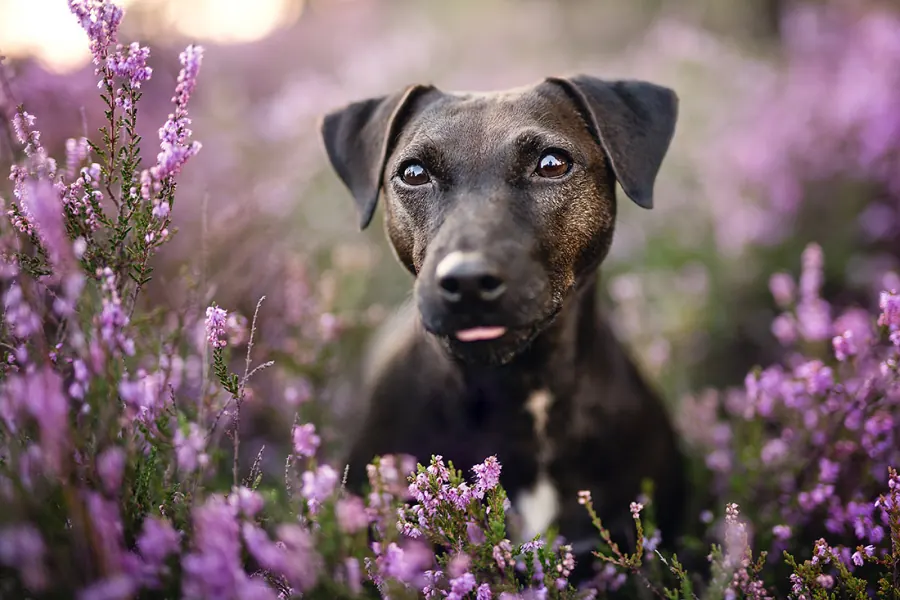 Hundefotografie — Aufnahme 17