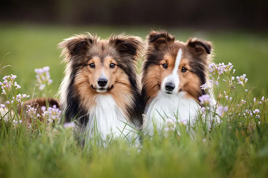 Hundefotografie — Aufnahme 18