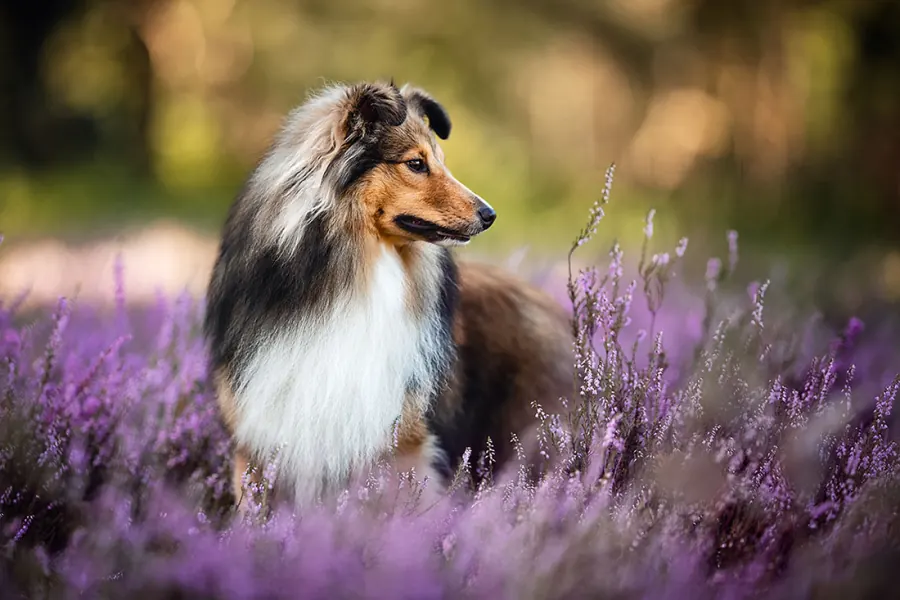 Hundefotografie — Aufnahme 19