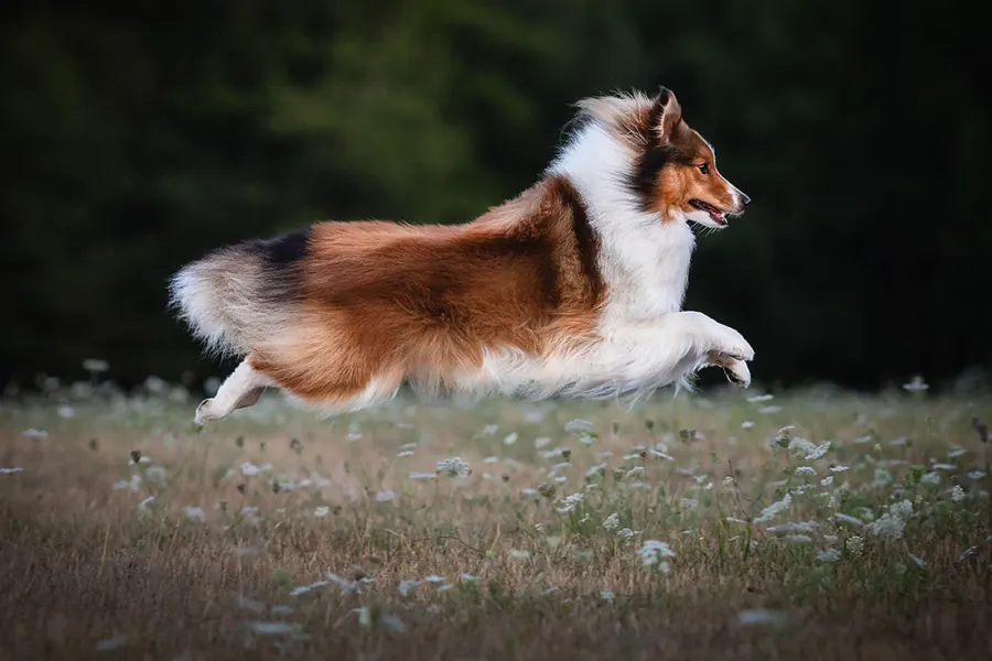 Hundefotografie — Aufnahme 20