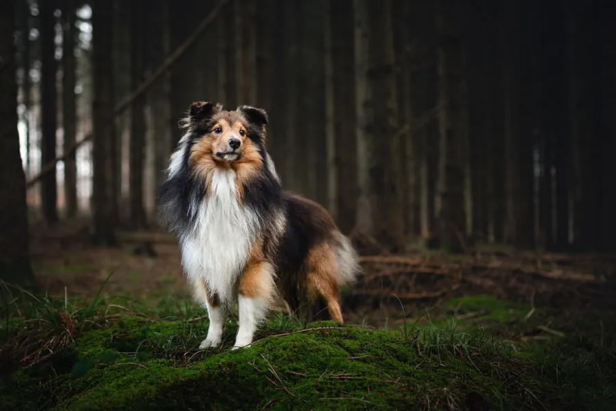 Hundefotografie — Aufnahme 21