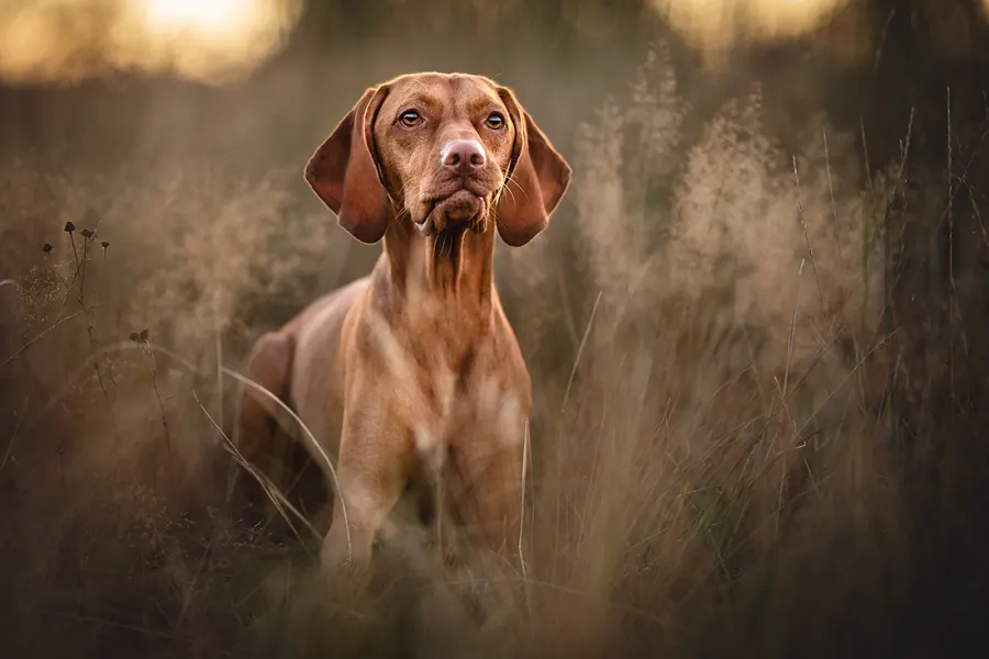 Hundefotografie — Aufnahme 22