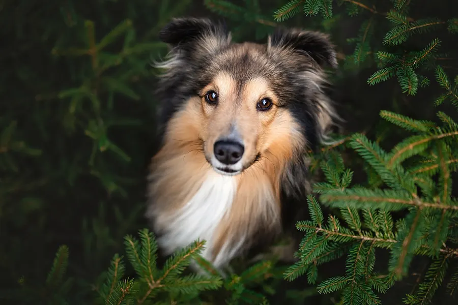 Hundefotografie — Aufnahme 23