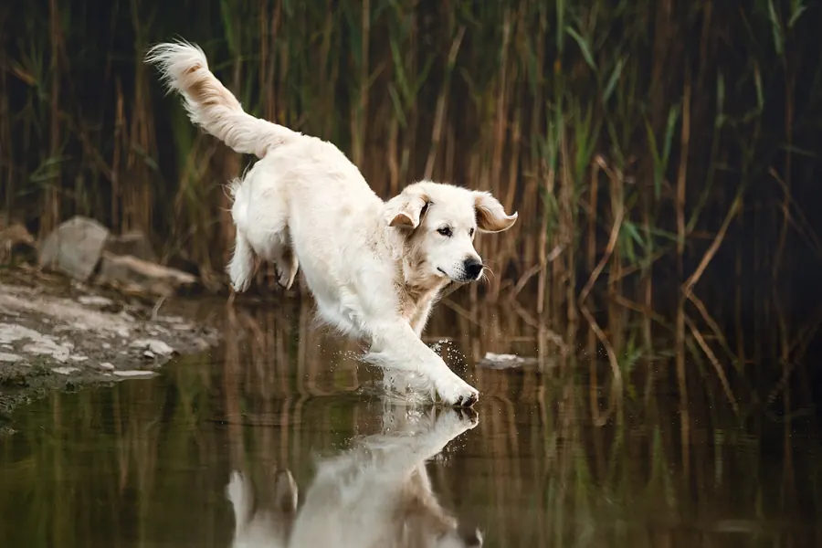 Hundefotografie — Aufnahme 24