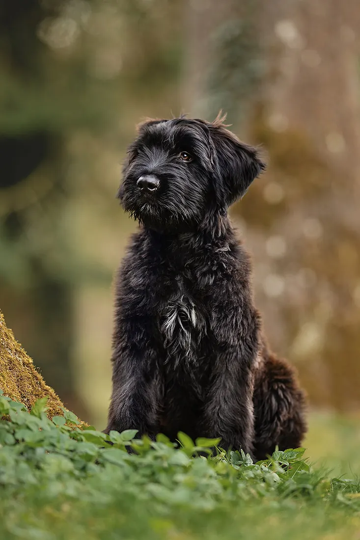 Hundefotografie — Aufnahme 25