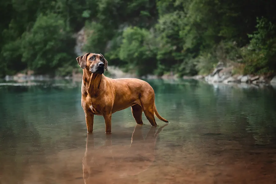 Hundefotografie — Aufnahme 26