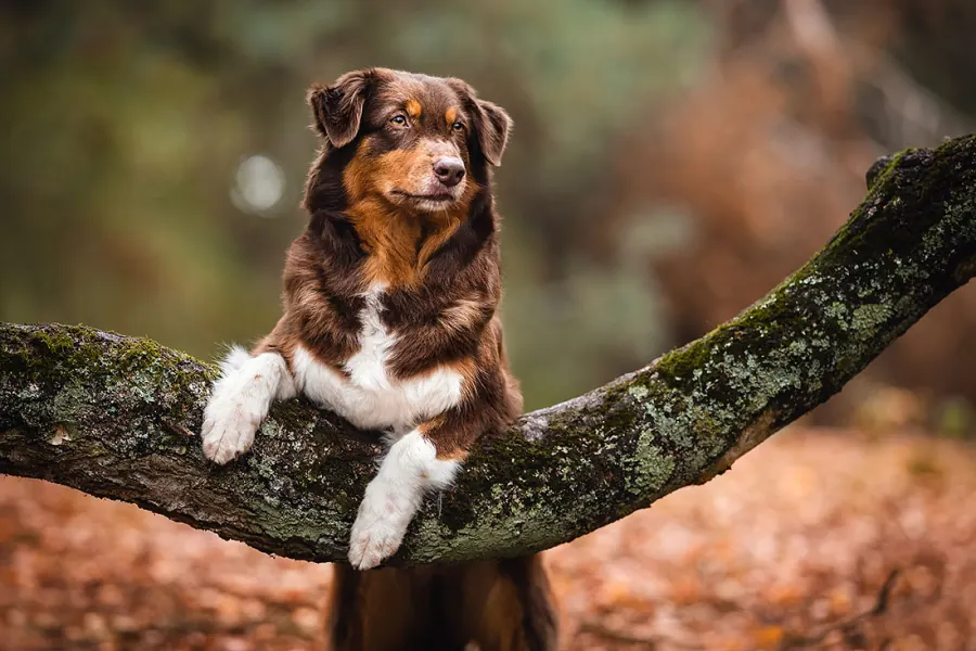 Hundefotografie — Aufnahme 27