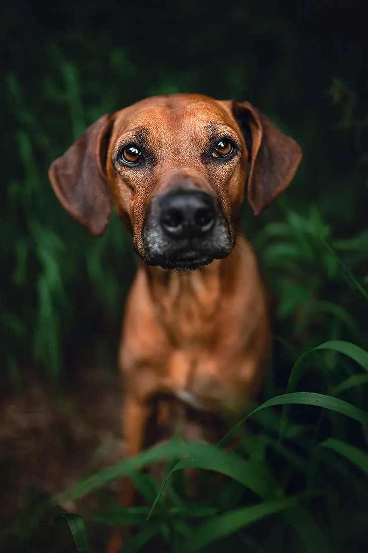 Hundefotografie — Aufnahme 28