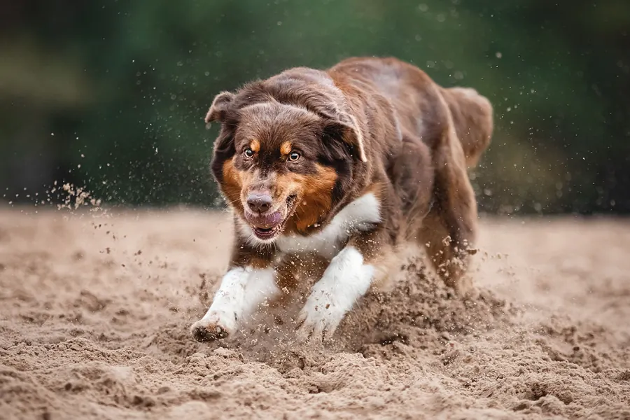 Hundefotografie — Aufnahme 29
