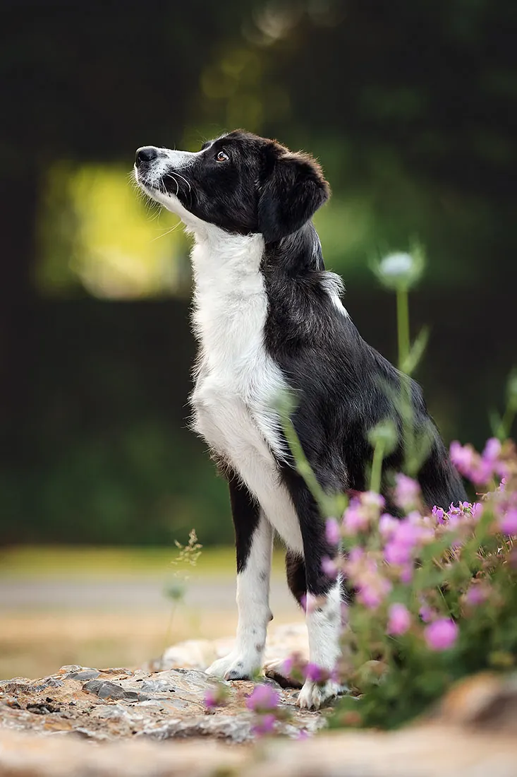 Hundefotografie — Aufnahme 30