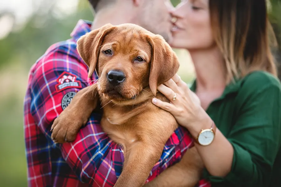 Hundefotografie — Aufnahme 33