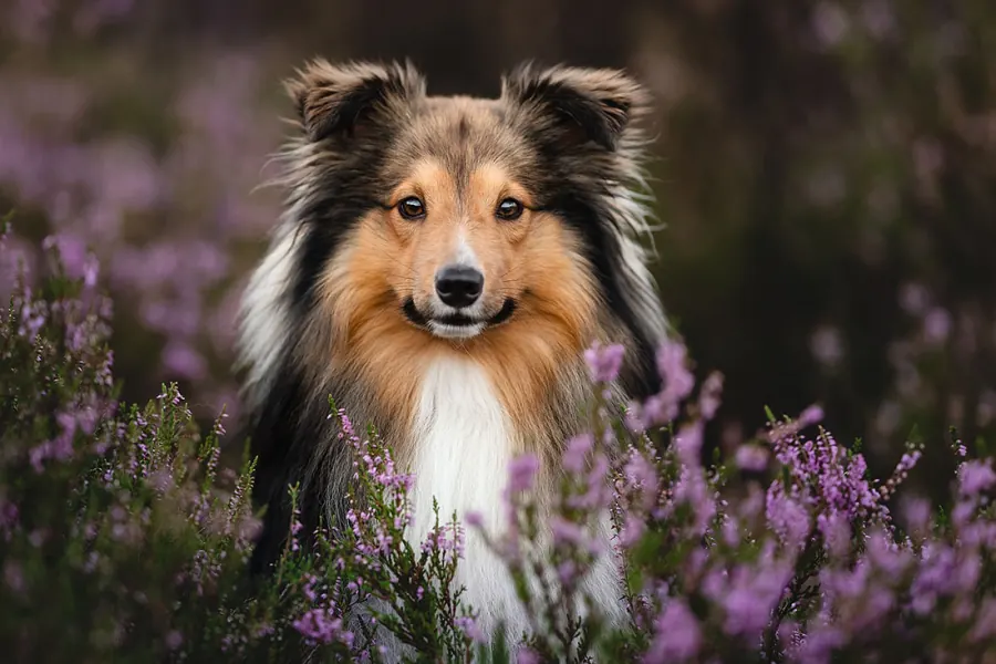 Hundefotografie — Aufnahme 34