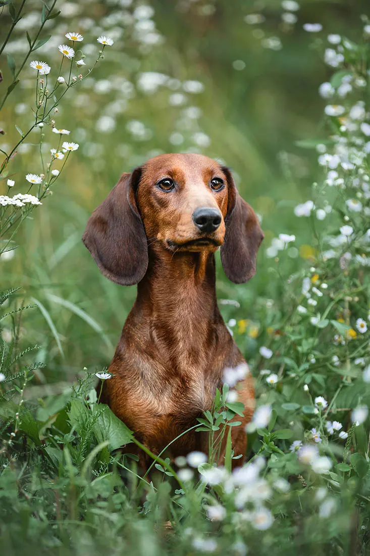 Hundefotografie — Aufnahme 37