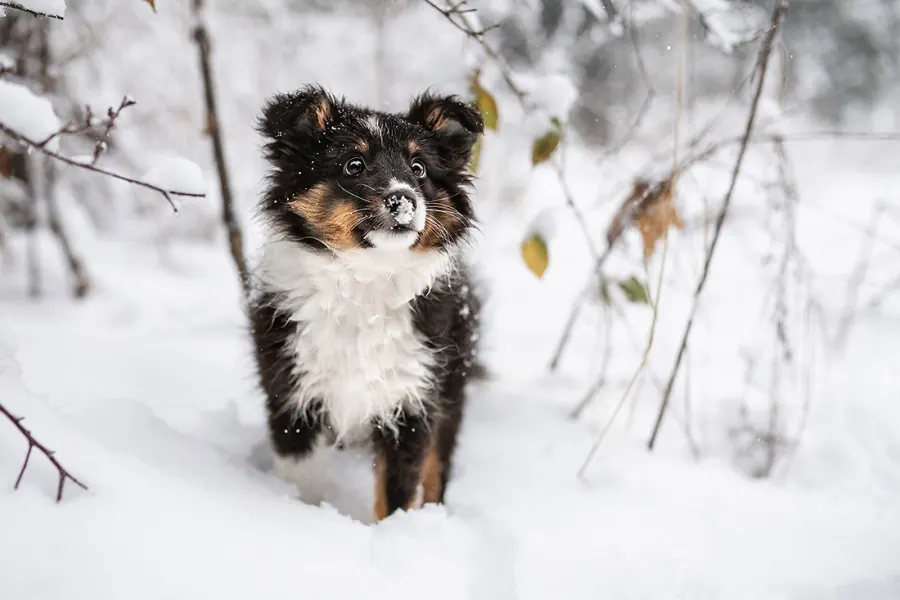 Hundefotografie — Aufnahme 38