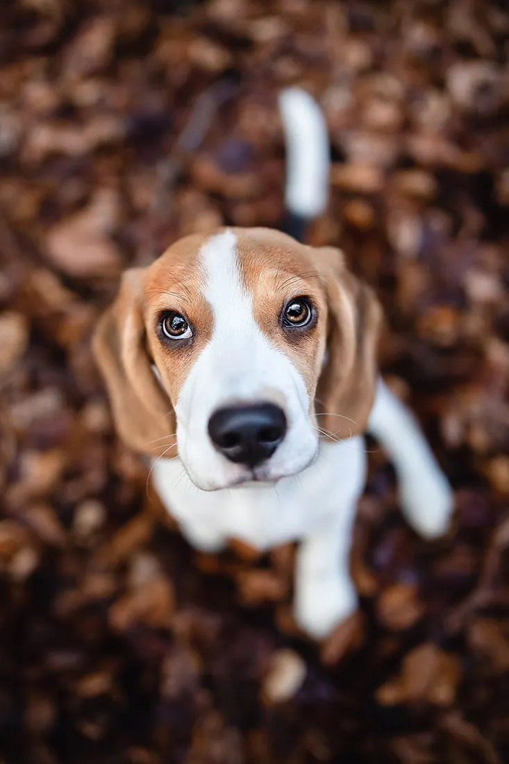 Hundefotografie — Aufnahme 40