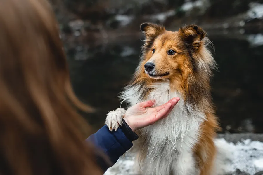 Hundefotografie — Aufnahme 44