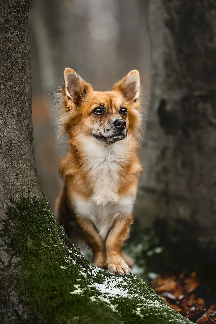 Hundefotografie — Aufnahme 45