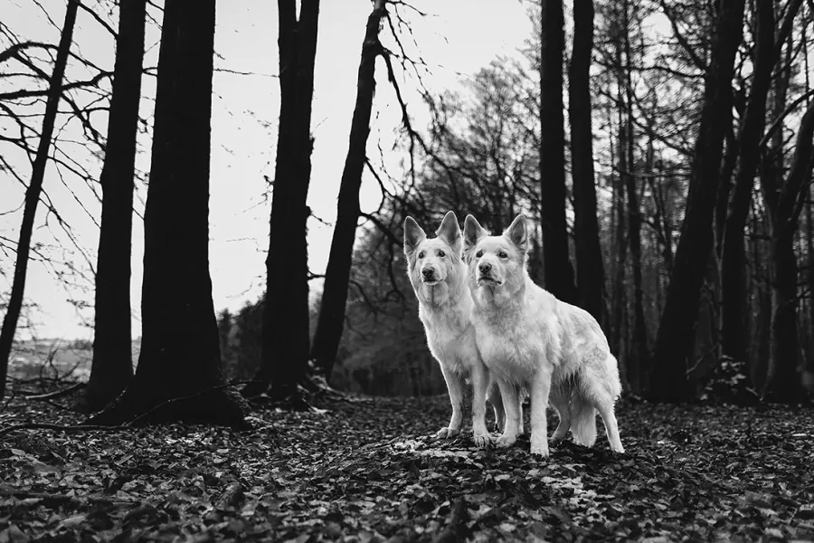 Hundefotografie — Aufnahme 46