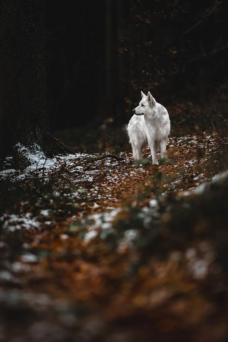 Hundefotografie — Aufnahme 48