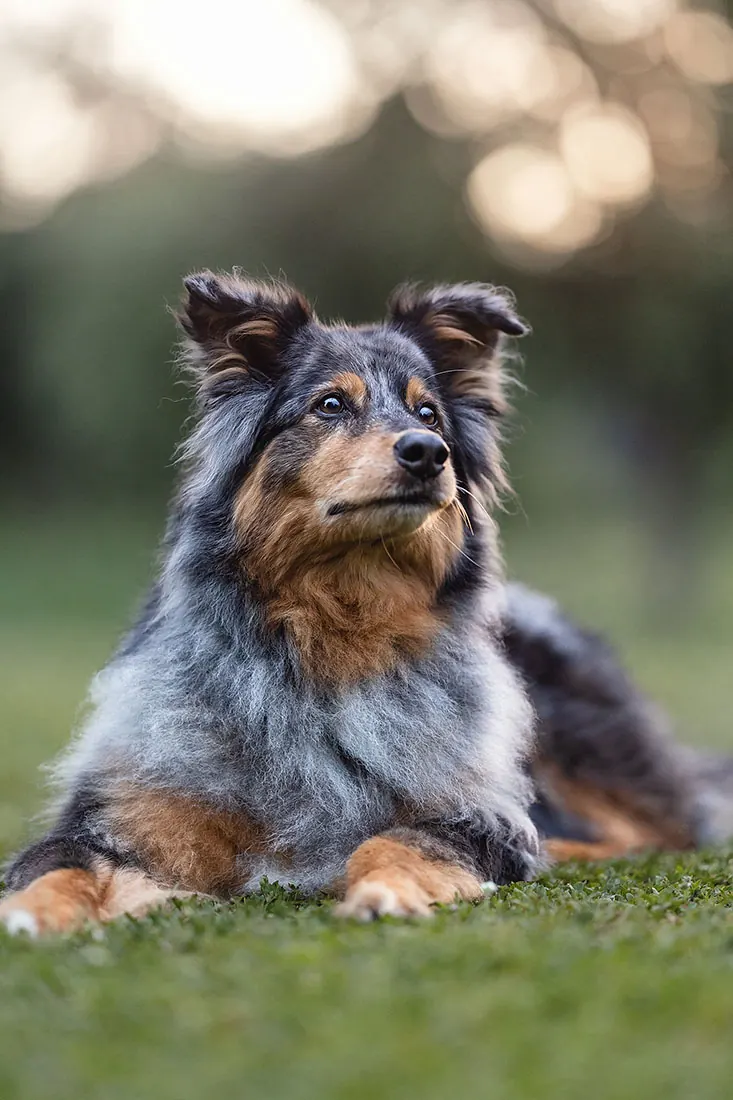 Hundefotografie — Aufnahme 49