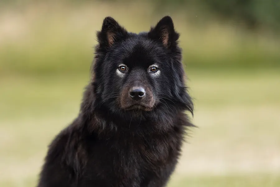 Hundefotografie — Aufnahme 50